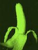 n13.gif